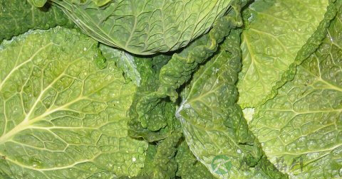 清水煮白菜可以减肥吗 清水煮白菜可以减肥吗