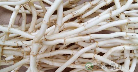 节耳根可以减肥吗 节耳根可以减肥吗