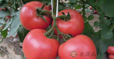 蓝莓能减肥吗 蓝莓能减肥吗