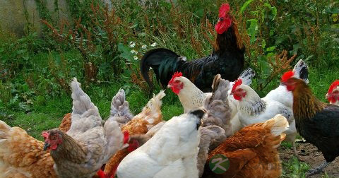 h7n9是什么 h7n9是什么