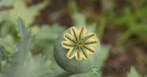 什么是自闭症 什么是自闭症