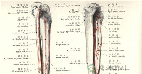胫骨在哪 胫骨在哪