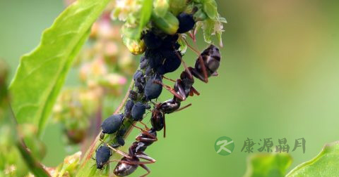 黑蚂蚁怎么吃 黑蚂蚁怎么吃