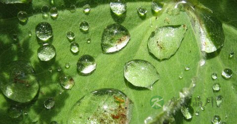 荷叶水的功效 荷叶水的功效