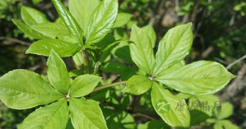 止泻药有哪些 止泻药有哪些