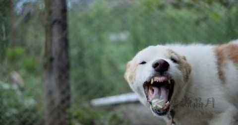 狂犬潜伏期有30年吗 狂犬潜伏期有30年吗