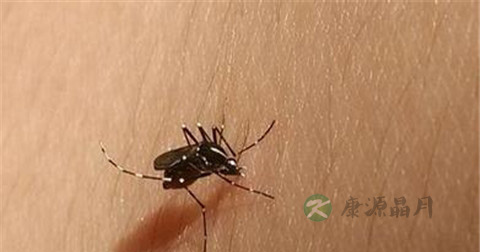 乙脑病毒危害 乙脑病毒危害