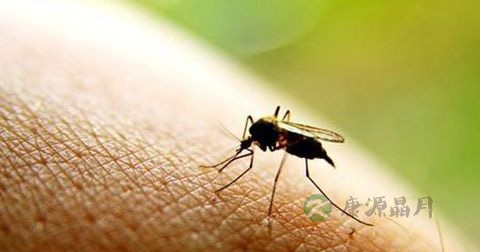 登革热的传播途径 登革热的传播途径