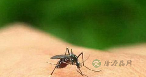 登革热的传播途径 登革热的传播途径