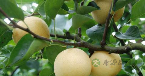 咽炎可以吃什么早点