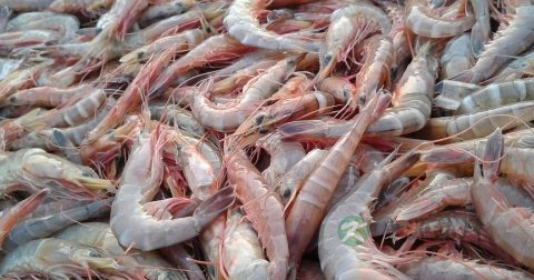 轻微食物中毒怎么办 轻微食物中毒怎么办