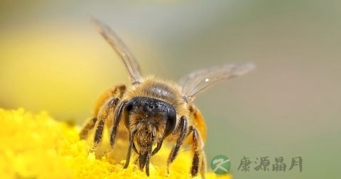 被马蜂蛰了怎么处理 被马蜂蛰了怎么处理