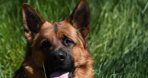 狂犬疫苗注射时间 狂犬疫苗注射时间
