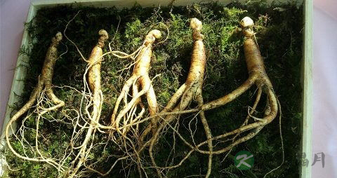 糖尿病能吃冬虫夏草吗