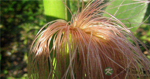 糖尿病吃蜂蜜可以吗 糖尿病吃蜂蜜可以吗