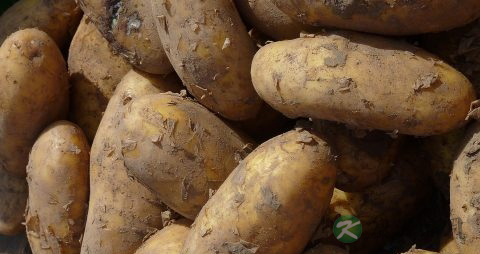 糖尿病的食疗方法 糖尿病的食疗方法