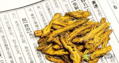 黄莲能降血糖吗