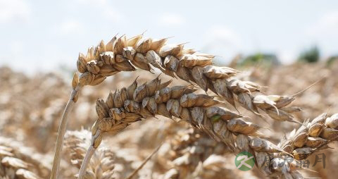 血糖高可以吃小麦吗 血糖高可以吃小麦吗