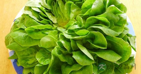 生菜糖尿病人能吃吗 生菜糖尿病人能吃吗