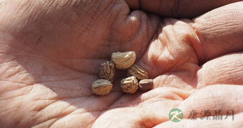 治疗糖尿病足的药物 治疗糖尿病足的药物