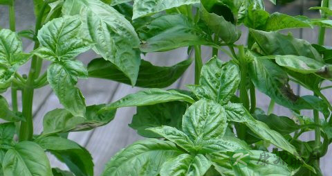 治糖尿病的野菜 治糖尿病的野菜