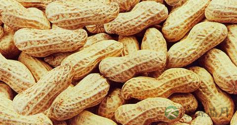 孕妇血糖过高可以吃花生吗 孕妇血糖过高可以吃花生吗
