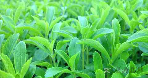 甜叶菊治疗糖尿病原理