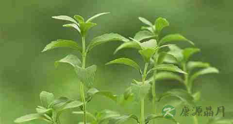 甜叶菊治疗糖尿病原理