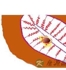 完全图示 生命的种子如何发芽 完全图示 生命的种子如何发芽