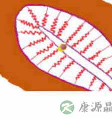 完全图示 生命的种子如何发芽 完全图示 生命的种子如何发芽