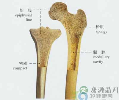 长骨——long bone 长骨——long bone