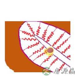 完全图示 生命的种子如何发芽 完全图示 生命的种子如何发芽