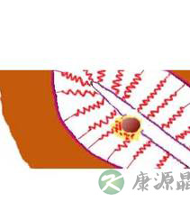 完全图示 生命的种子如何发芽 完全图示 生命的种子如何发芽