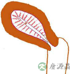 完全图示 生命的种子如何发芽 完全图示 生命的种子如何发芽