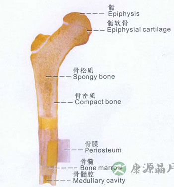 长骨——long bone 长骨——long bone