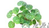 4种治咽喉发炎的妙法 4种治咽喉发炎的妙法