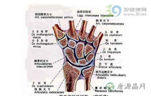 鼠标手图片 鼠标手图片