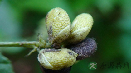补骨脂的副作用有什么
