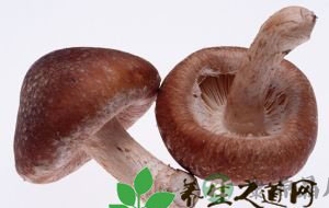菌菇类的营养价值
