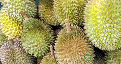 榴莲适合老人吃吗