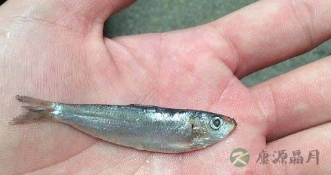 中老人补钙吃什么食物 中老人补钙吃什么食物