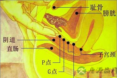 图解A点 让女人迅速湿润的敏感地带 图解A点 让女人迅速湿润的敏感地带