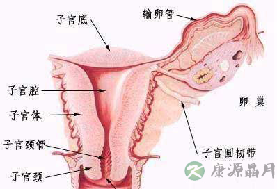 高清放大:女性内外生殖器构造 高清放大:女性内外生殖器构造