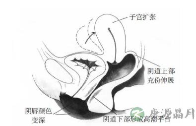 女性性器官随性反应会出现什么变化 女性性器官随性反应会出现什么变化