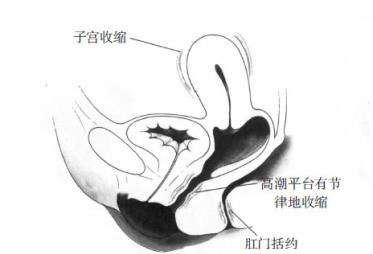 女性性器官随性反应会出现什么变化 女性性器官随性反应会出现什么变化