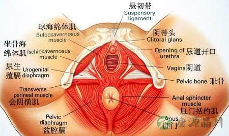 G点刺激下,女性子宫内真实反应 G点刺激下,女性子宫内真实反应