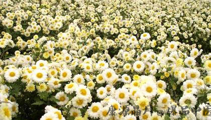 2014年重阳节几月几日?放假吗? 2014年重阳节几月几日?放假吗?