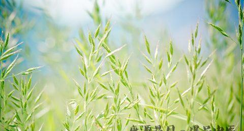 端午节什么时候 端午节什么时候