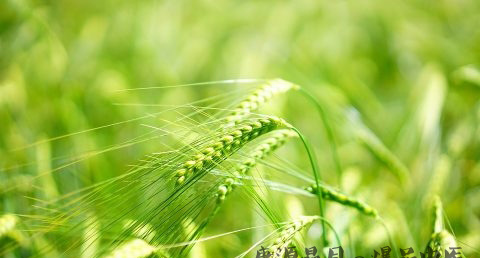 端午节是几月几日 端午节是几月几日