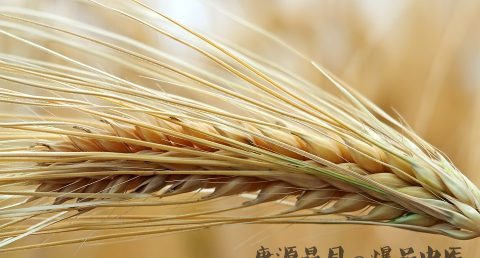 小满节气谚语 小满节气谚语